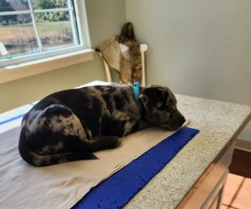 Vine Grove Veterinary Hospital