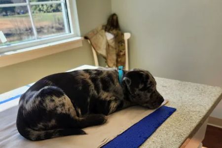 Vine Grove Veterinary Hospital