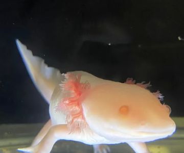 Xochi Aquatic
