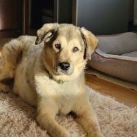 Bluegrass Animal Care Center-Radcliff ico