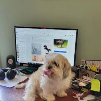 North Hardin Veterinary Clinic ico