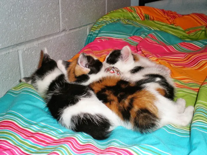 Audubon Animal Medical Center 12