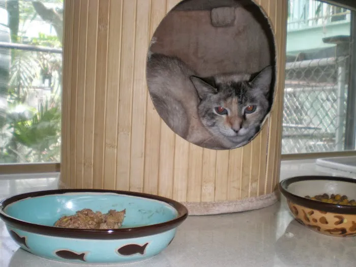 Audubon Animal Medical Center 12