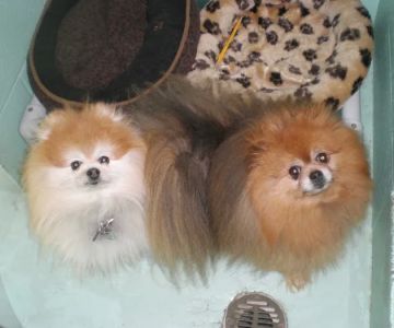 Audubon Animal Medical Center
