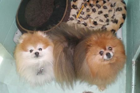 Audubon Animal Medical Center