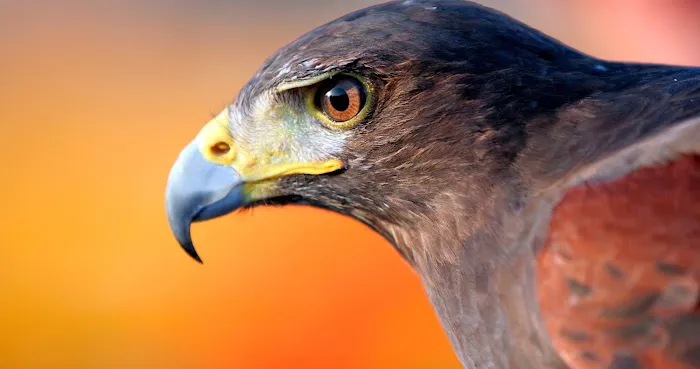 Audubon Animal Medical Center 12