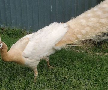 Texaspeafowl