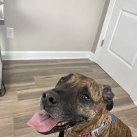 Derby City’s Crossroads Animal Hospital ico