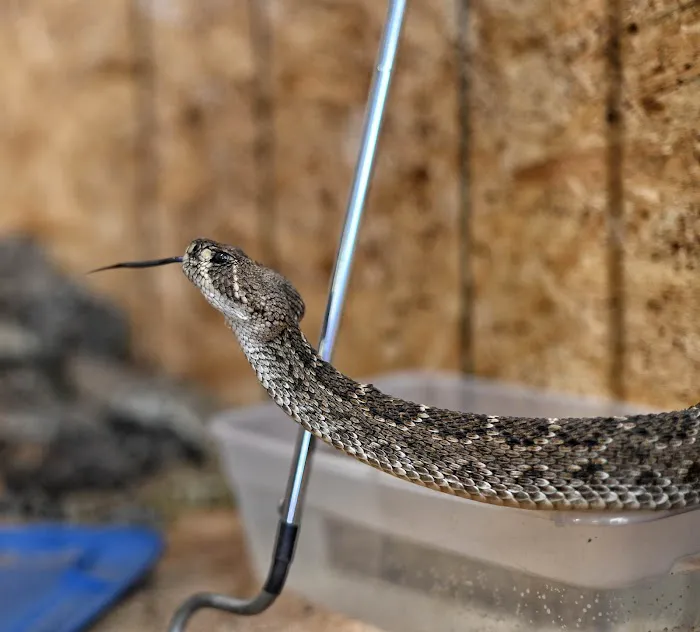 Hatari Reptiles 9