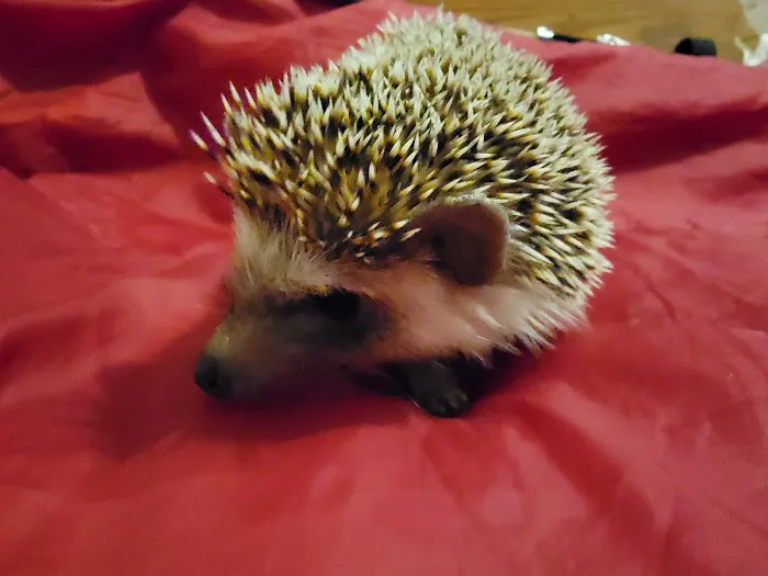 Hatari Reptiles 1