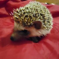 Hatari Reptiles ico
