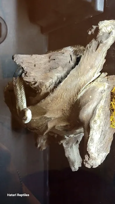 Hatari Reptiles 4