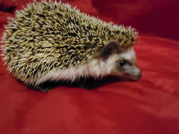 Hatari Reptiles 5