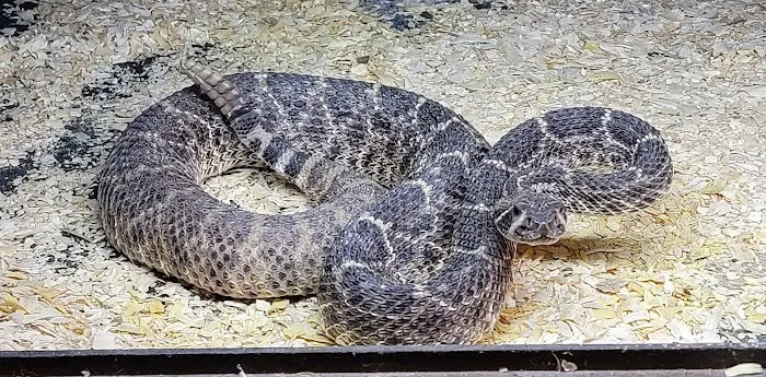 Hatari Reptiles 6