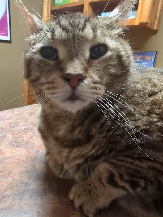Finchville Animal Hospital 12
