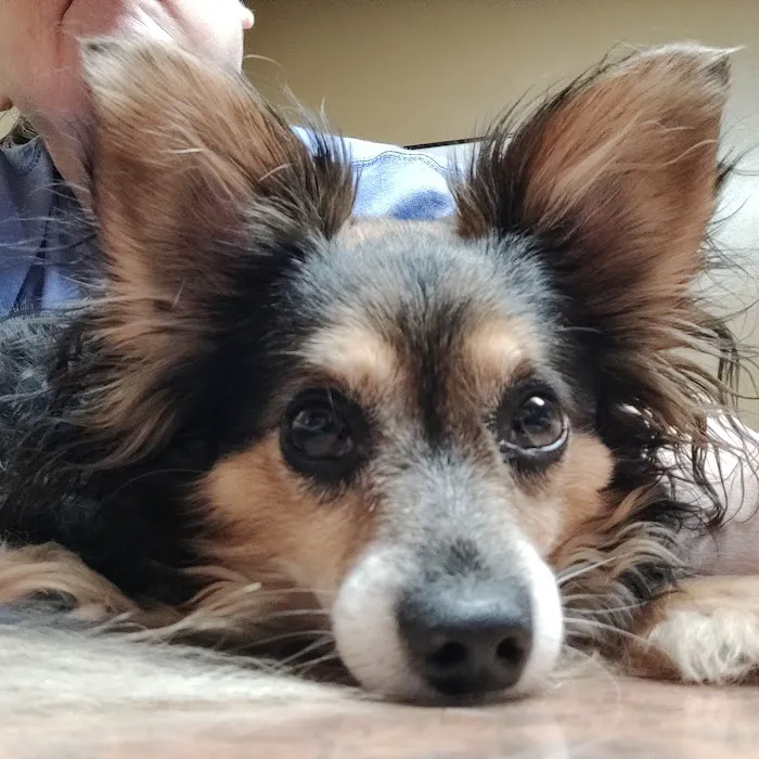 Finchville Animal Hospital 12