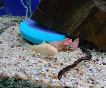 The Fish Place