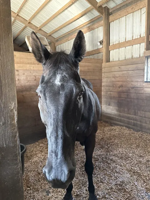 Equine Services, PSC 12
