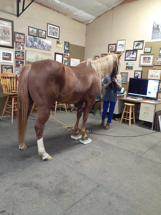 Equine Services, PSC 12