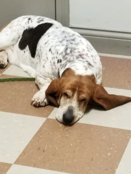 Elk Creek Animal Hospital 12