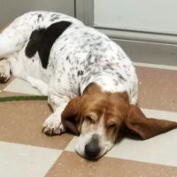 Elk Creek Animal Hospital ico