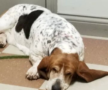 Elk Creek Animal Hospital