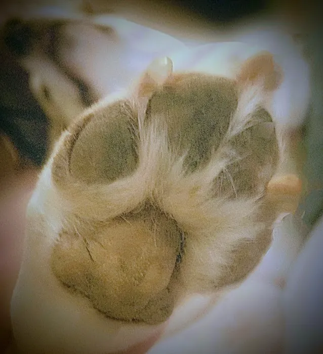 Dahlem Animal Hospital 12