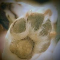 Dahlem Animal Hospital ico