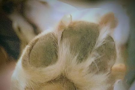 Dahlem Animal Hospital