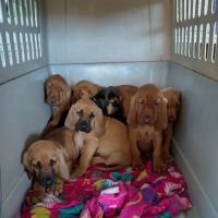 Licking Valley Veterinary Services ico