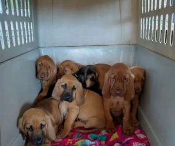 Licking Valley Veterinary Services