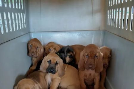 Licking Valley Veterinary Services