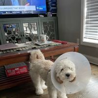 Commonwealth Veterinary Clinic ico
