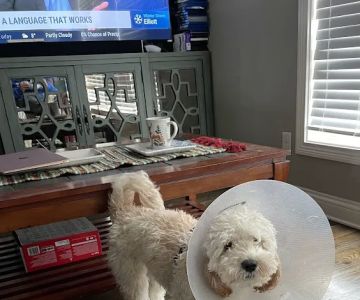 Commonwealth Veterinary Clinic