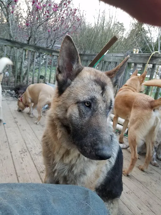 All 4 Paws Inc 12