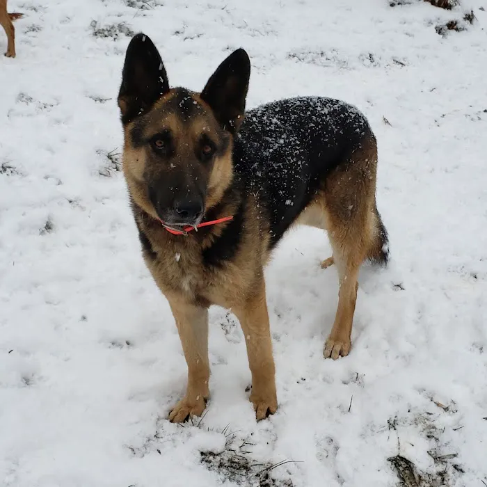 All 4 Paws Inc 12