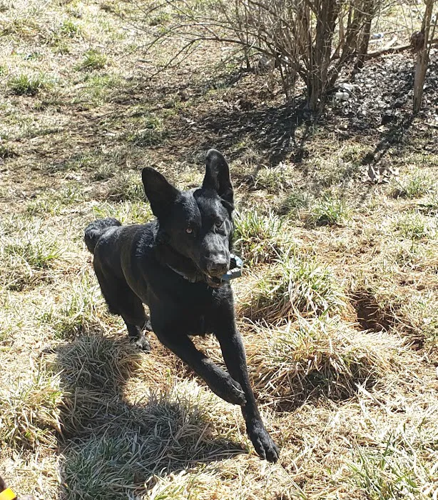 All 4 Paws Inc 12