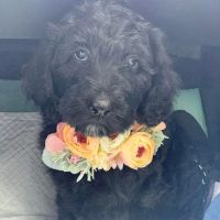 All 4 Paws Inc ico