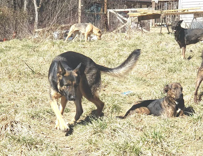 All 4 Paws Inc 12