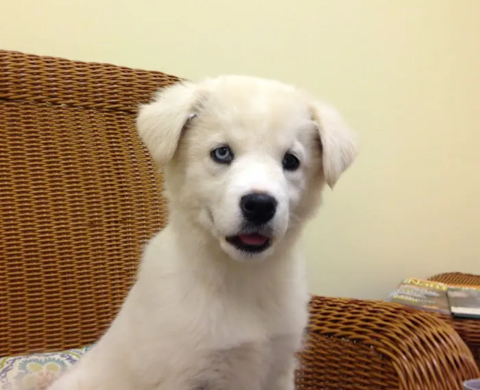 Best Pets Animal Clinic 12