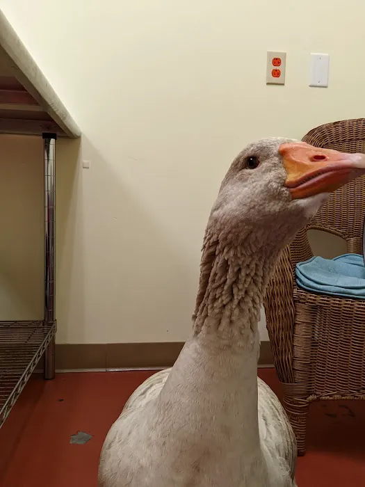 Best Pets Animal Clinic 12