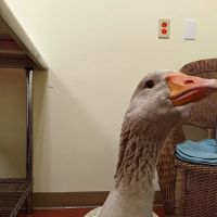 Best Pets Animal Clinic ico