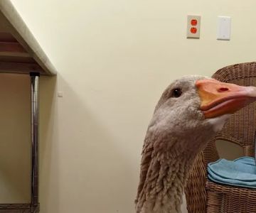 Best Pets Animal Clinic