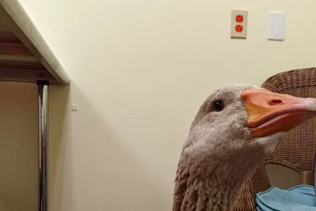 Best Pets Animal Clinic