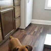 Cleveland Animal Clinic ico