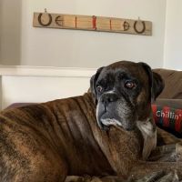 Scott County Veterinary Clinic ico