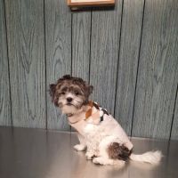 Pet Wellness Veterinary Center ico