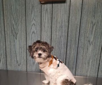 Pet Wellness Veterinary Center