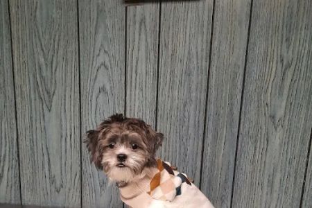 Pet Wellness Veterinary Center
