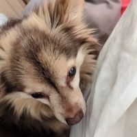 Harrison Veterinary Clinic ico